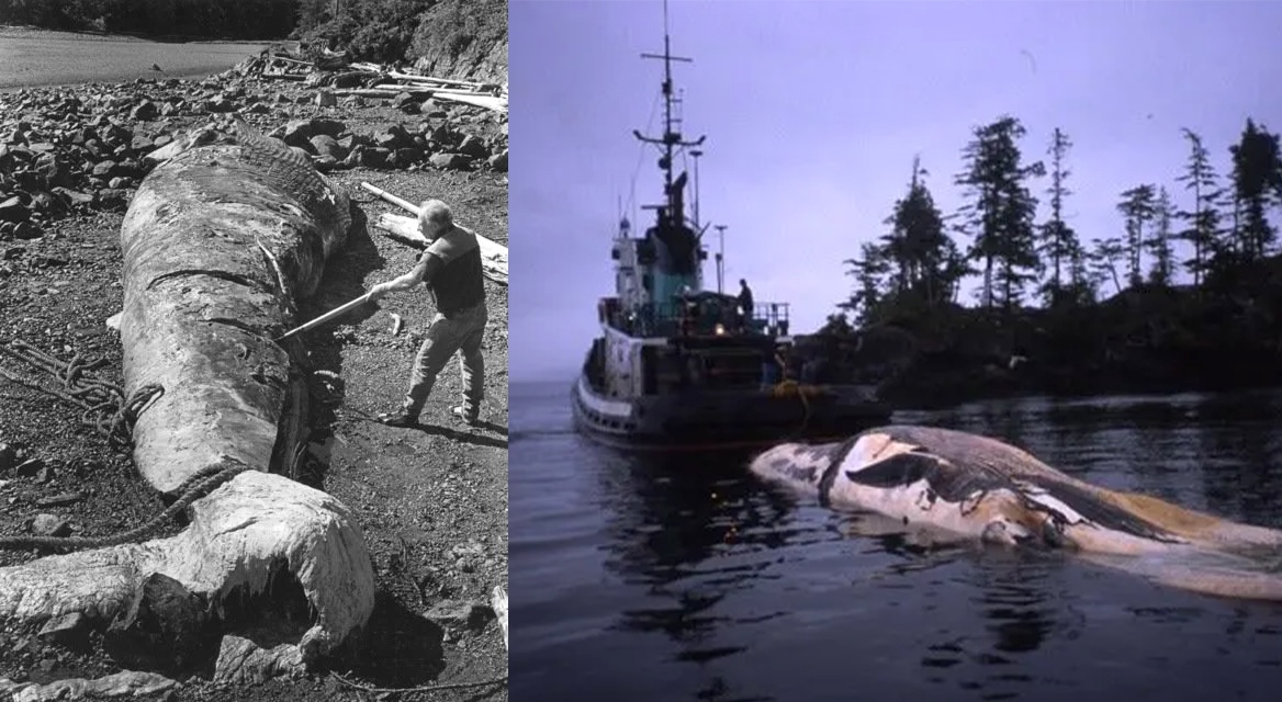 A diptych. On the left, a black and white photo shows a man on the beach, stripping flesh off a massive whale using a large implement. On the right, a colour photo shows a massive whale being dragged by a tugboat.