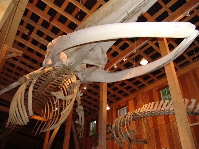 A fin whale skeleton is suspended from the ceiling at the Whale Interpretive Centre.