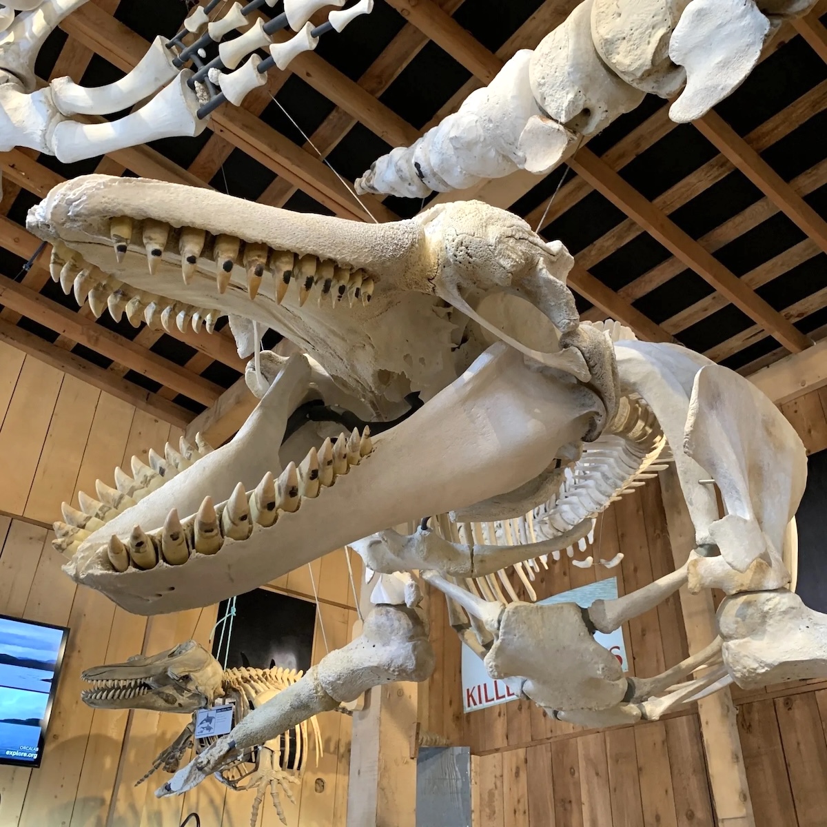 A killer whale skeleton baring its impressive teeth, hanging from the ceiling of the Whale Interpretive Centre before the fire.