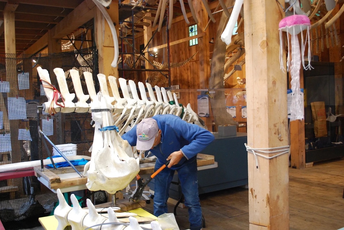A man wearing blue coveralls and a ball cap works on the reconstruction of a Cuvier’s beaked whale skeleton at the Whale Interpretive Centre.