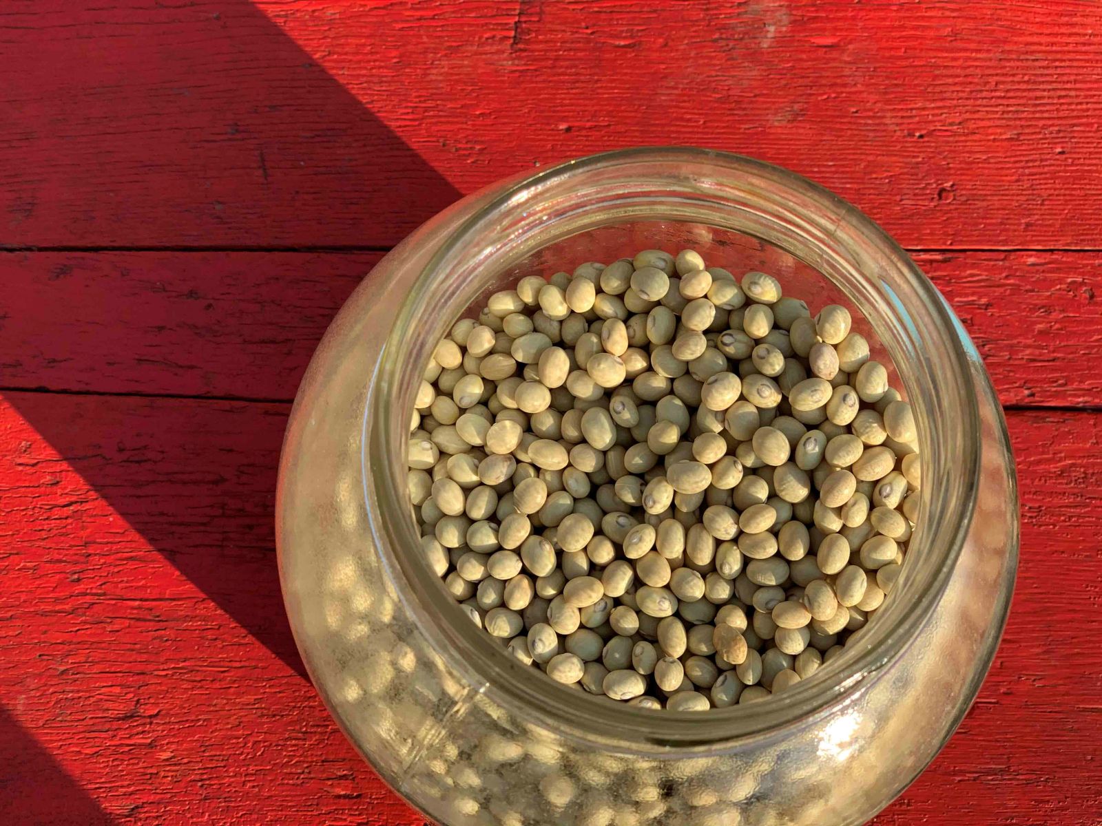 A glass jar of light yellow beans sits outdoors in the sun on a wooden surface painted red.