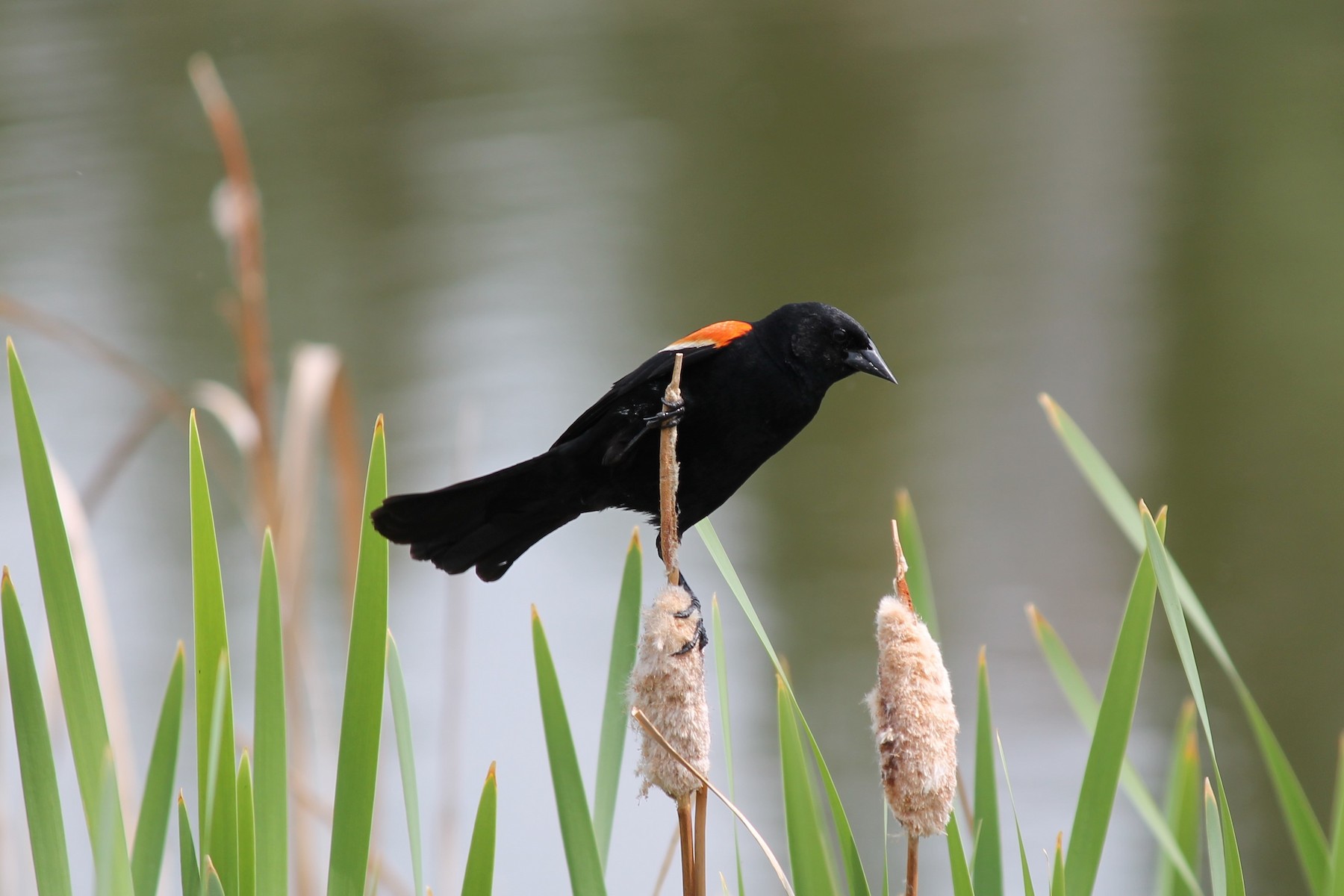 A black bird with a small bright-orange marking on its wing is perched on a bullrush against a soft-focus grey and green background. Tall blades of a grass-like plant are in sharp focus around it. 