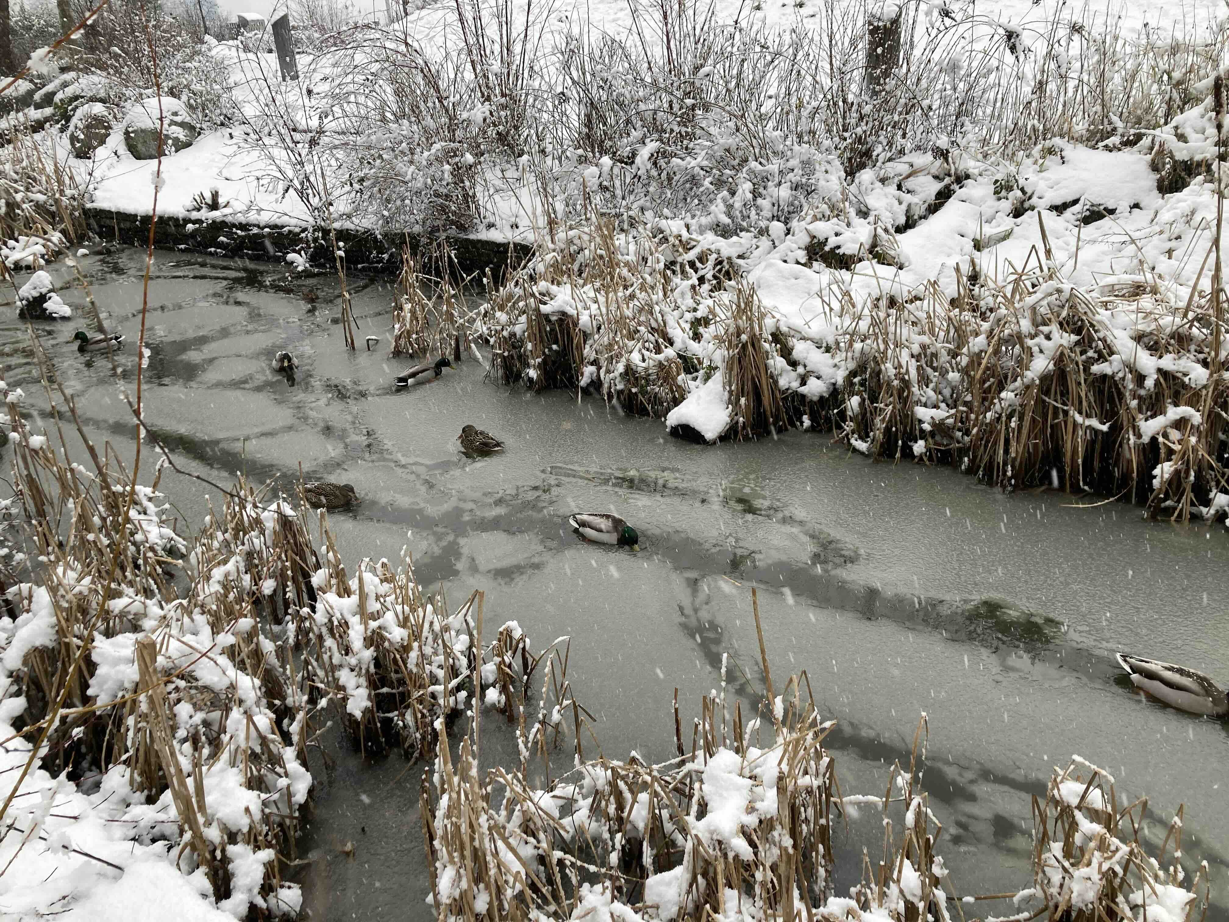 Ducks make slushy tracks in the water as the swim in a creek. Around them the plants and banks are covered with snow.