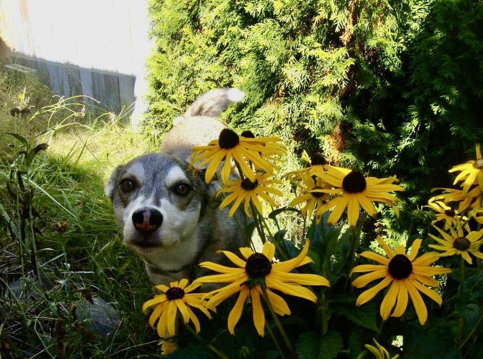 A small grey dog looks at the camera while standing next to a crop of yellow flowers. Green foliage surrounds him.