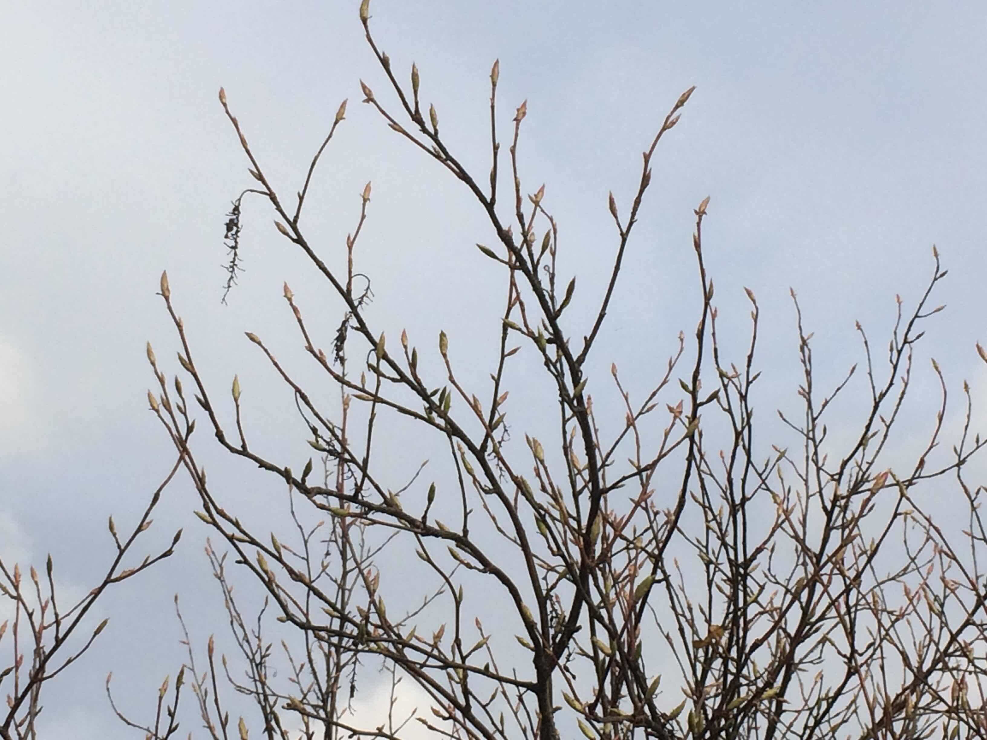 Thin branches reach upwards towards a grey sky.