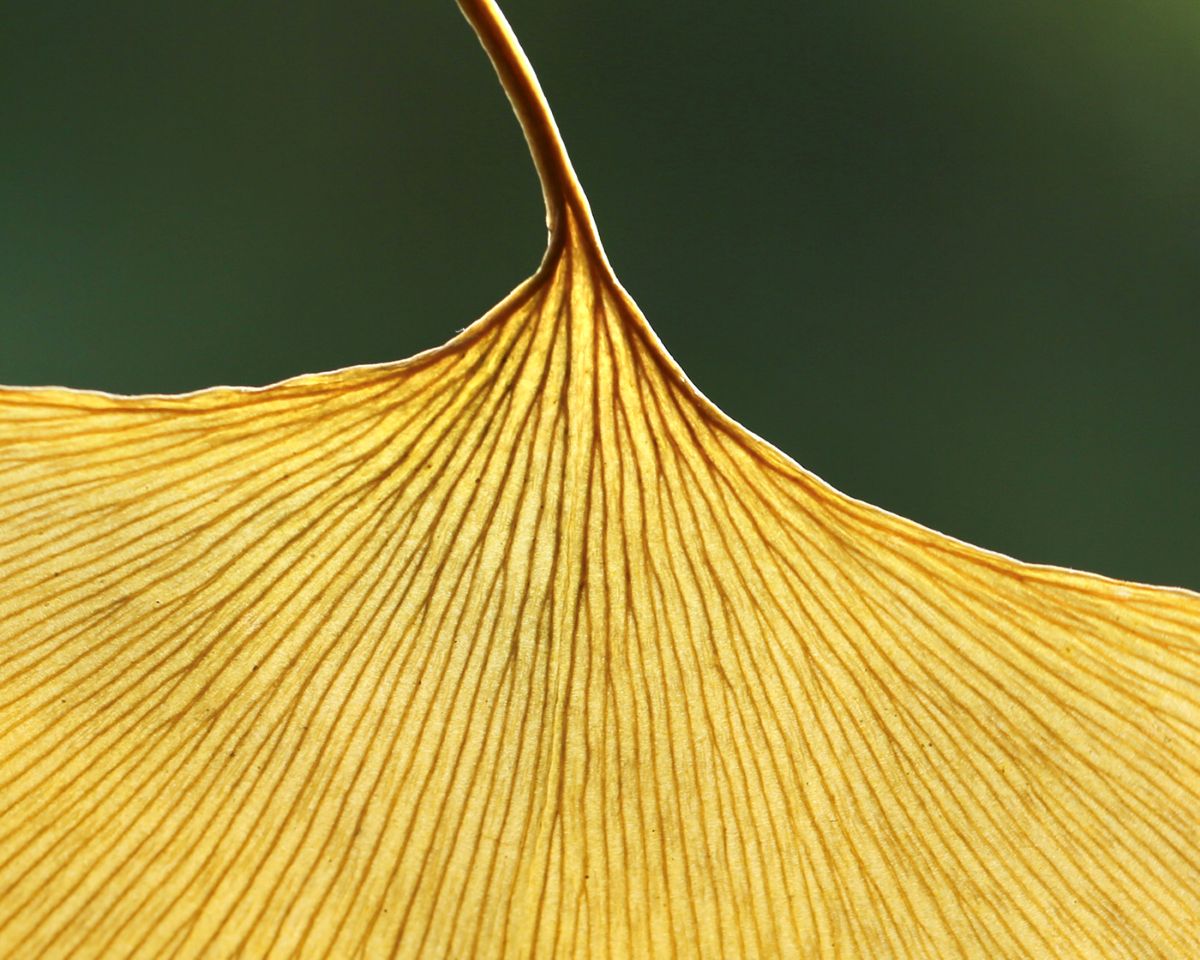 A very close-up shot of a ginkgo leaf.