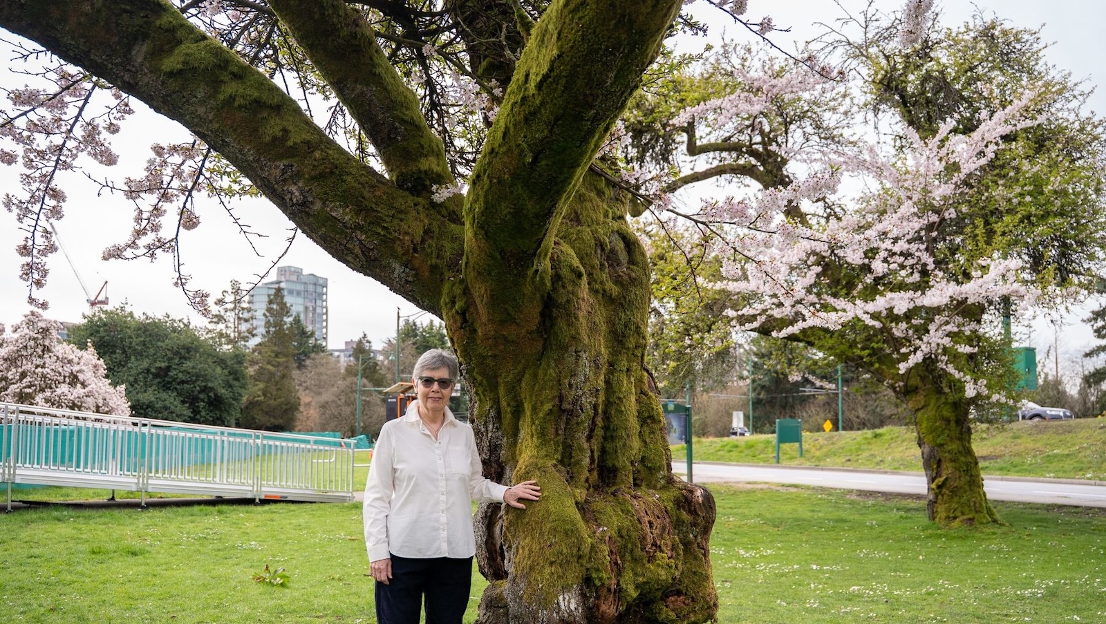 A woman with short grey hair and light skin tone stands beside the mossy, gnarled trunk of a cherry tree in bloom.