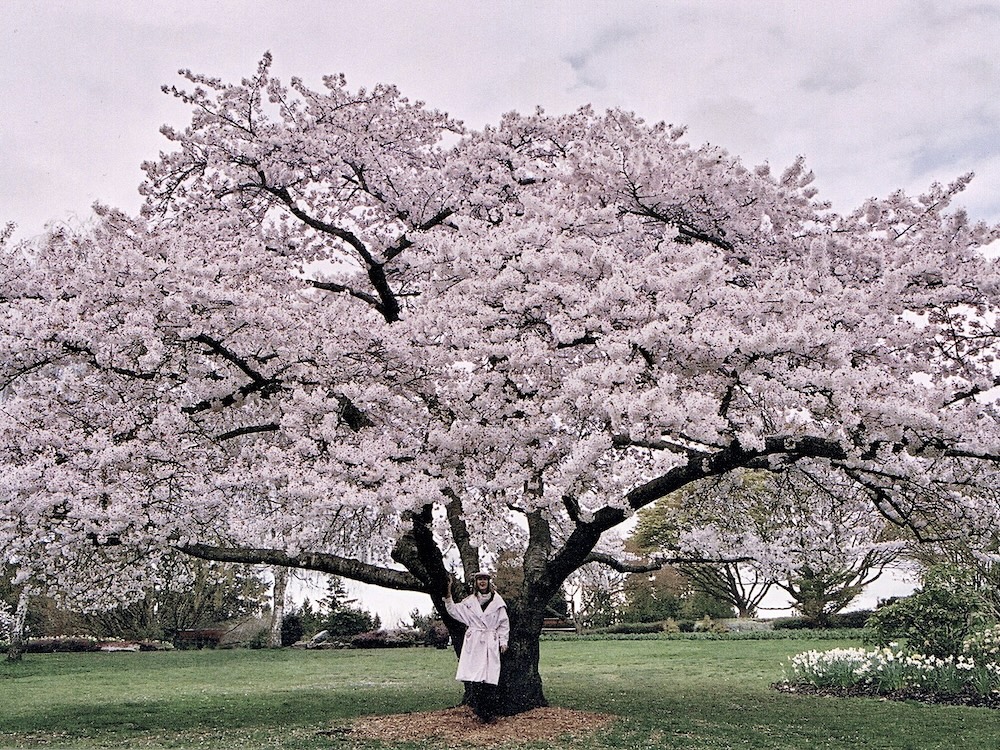 A woman in a trench coat stands under a large cherry blossom tree in full bloom.