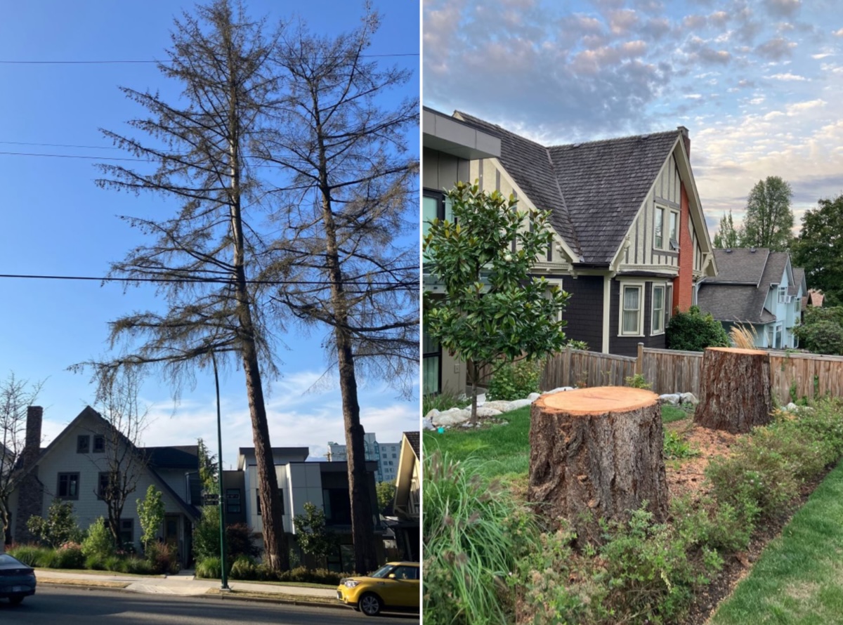 Two photos. On the left, two large trees on a residential street. On the right, two stumps in a residential yard.