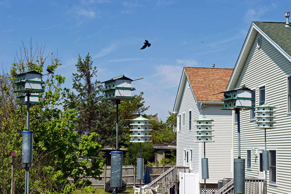 Seven nesting boxes are visible in the backyards of a residential suburban area.
