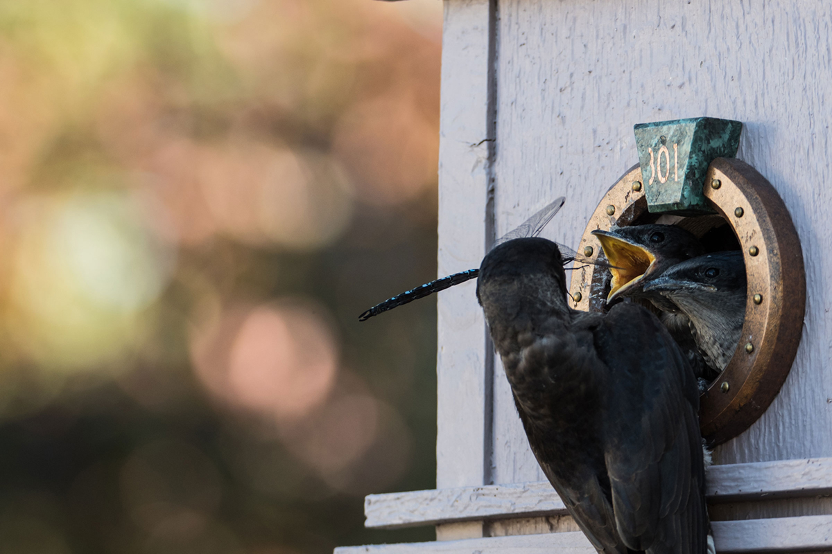A purple martin feeds a chick at the entrance of a nesting box.