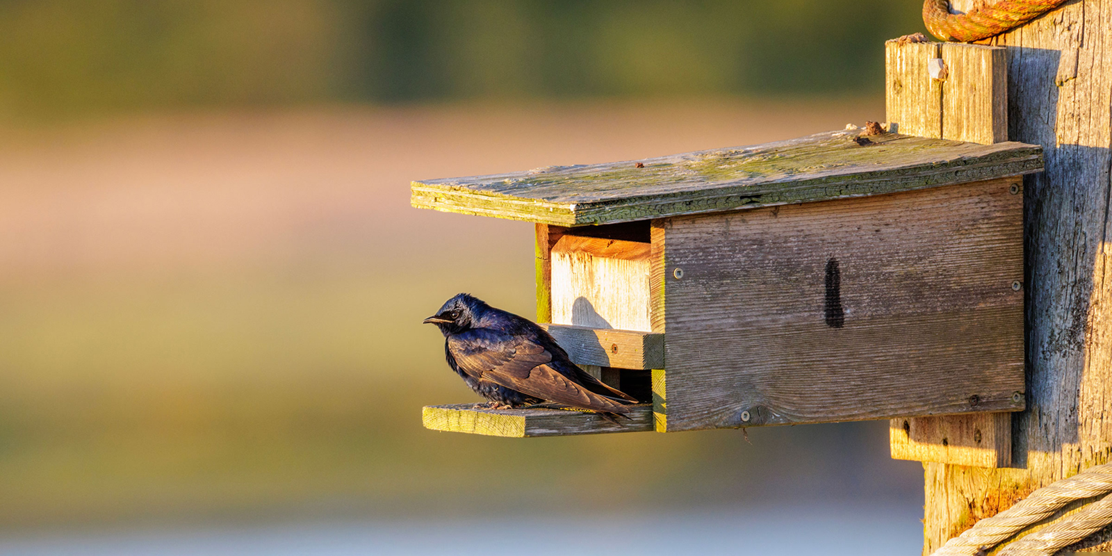 A purple martin on the outside of a wooden nesting box.