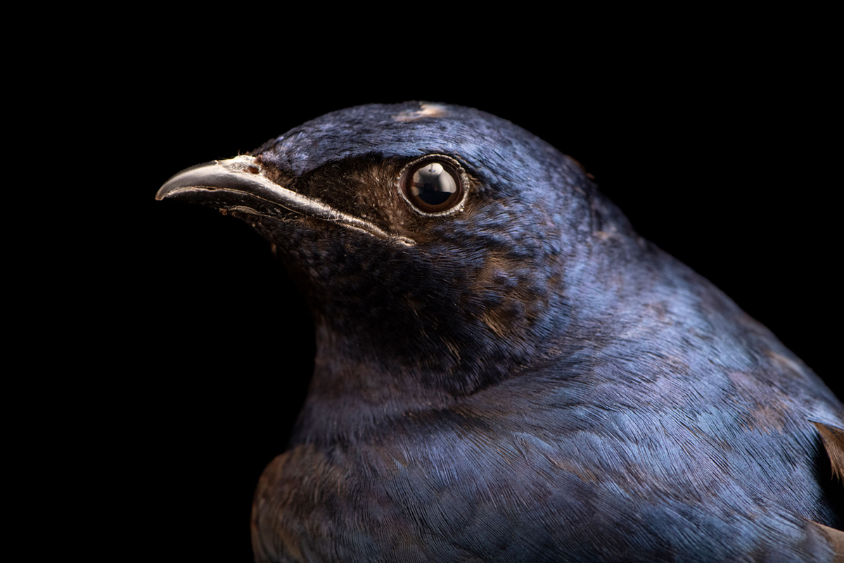 A close-up portrait of a male purple martin.