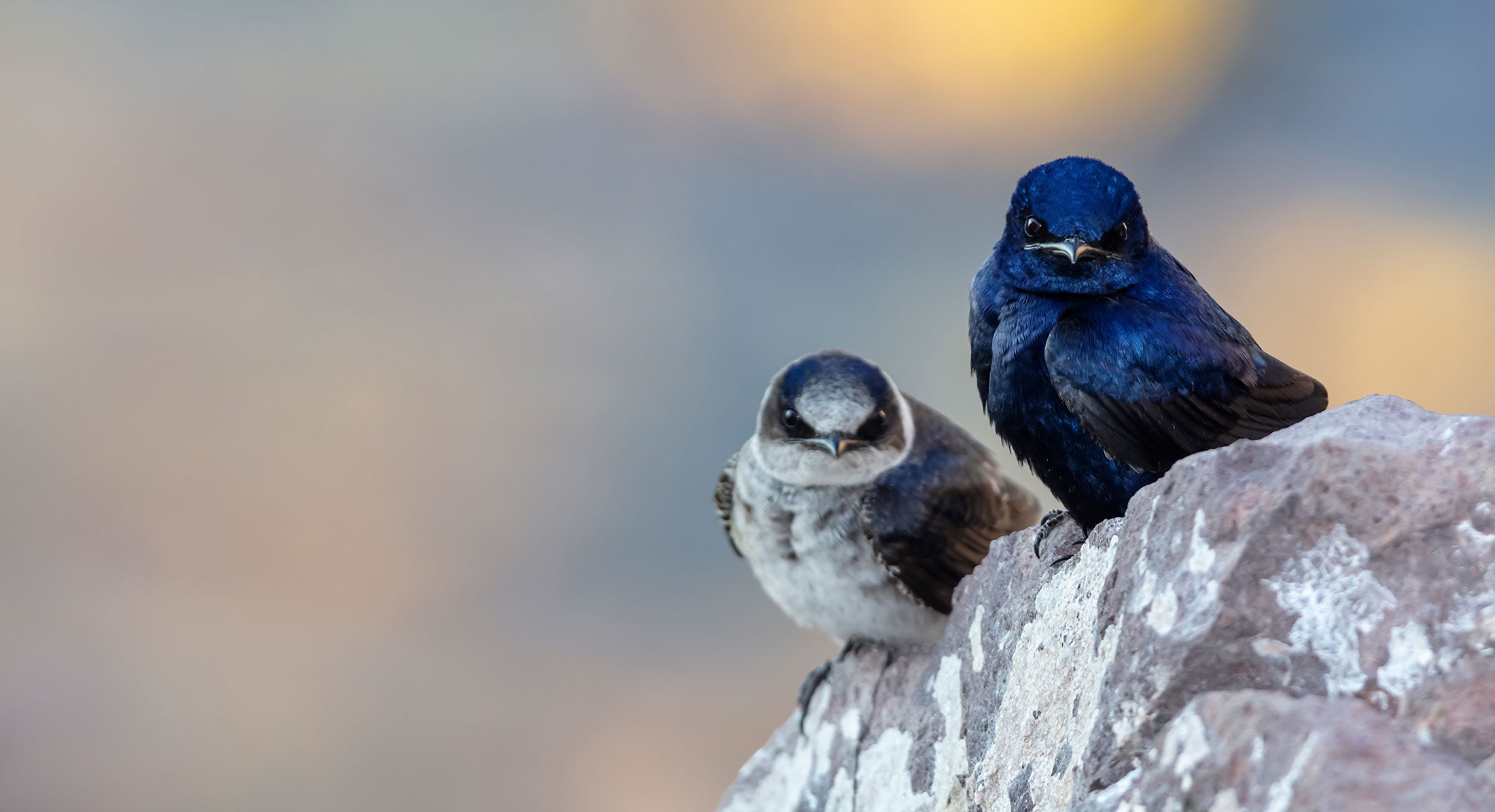 A female purple martin (left) and a male purple martin on a rock. 