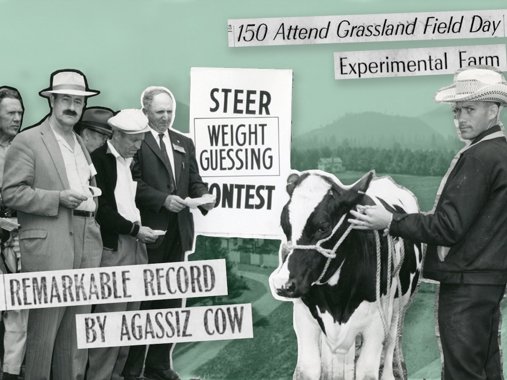 A set of judges guess the weight of a young steer that is being held by a man wearing a cowboy hat. The image includes two headlines: &lsquo;150 Attend Grassland Field Day&rsquo; and &lsquo;Remarkable Record by Agassiz Cow.&rsquo;