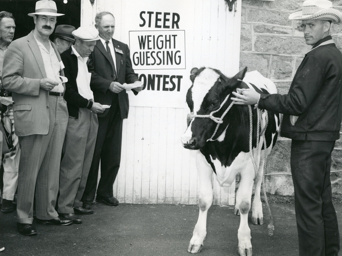 In a black and white photo, a man wearing a cowboy hat holds a calf about two-thirds his size. A handful of other men stand next to a sign that reads, &lsquo;Steer Weight Guessing Contest.&rsquo;