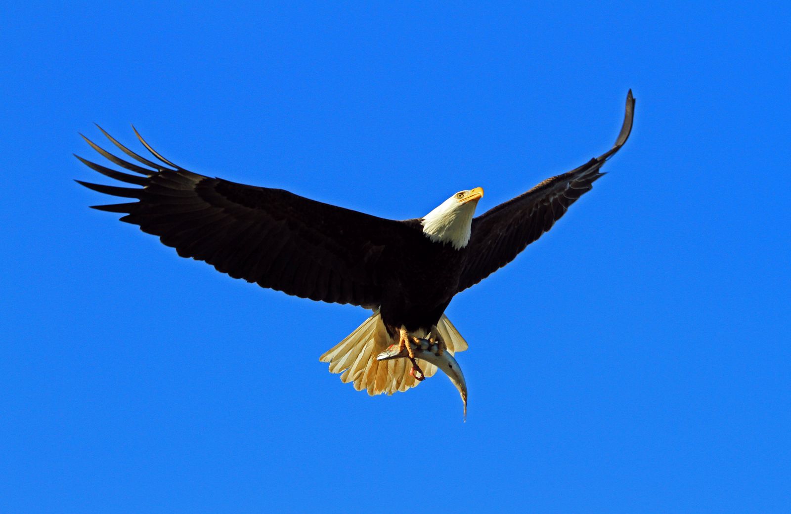 A bald eagle spreads its wings against a bright blue sky. It is clutching a fish in its talons.
