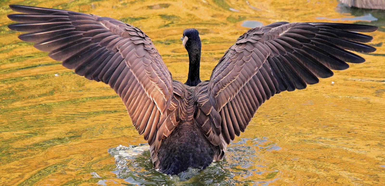 A Canada goose with brown feathers spreads its wings wide while it stands in water with a yellow reflection.