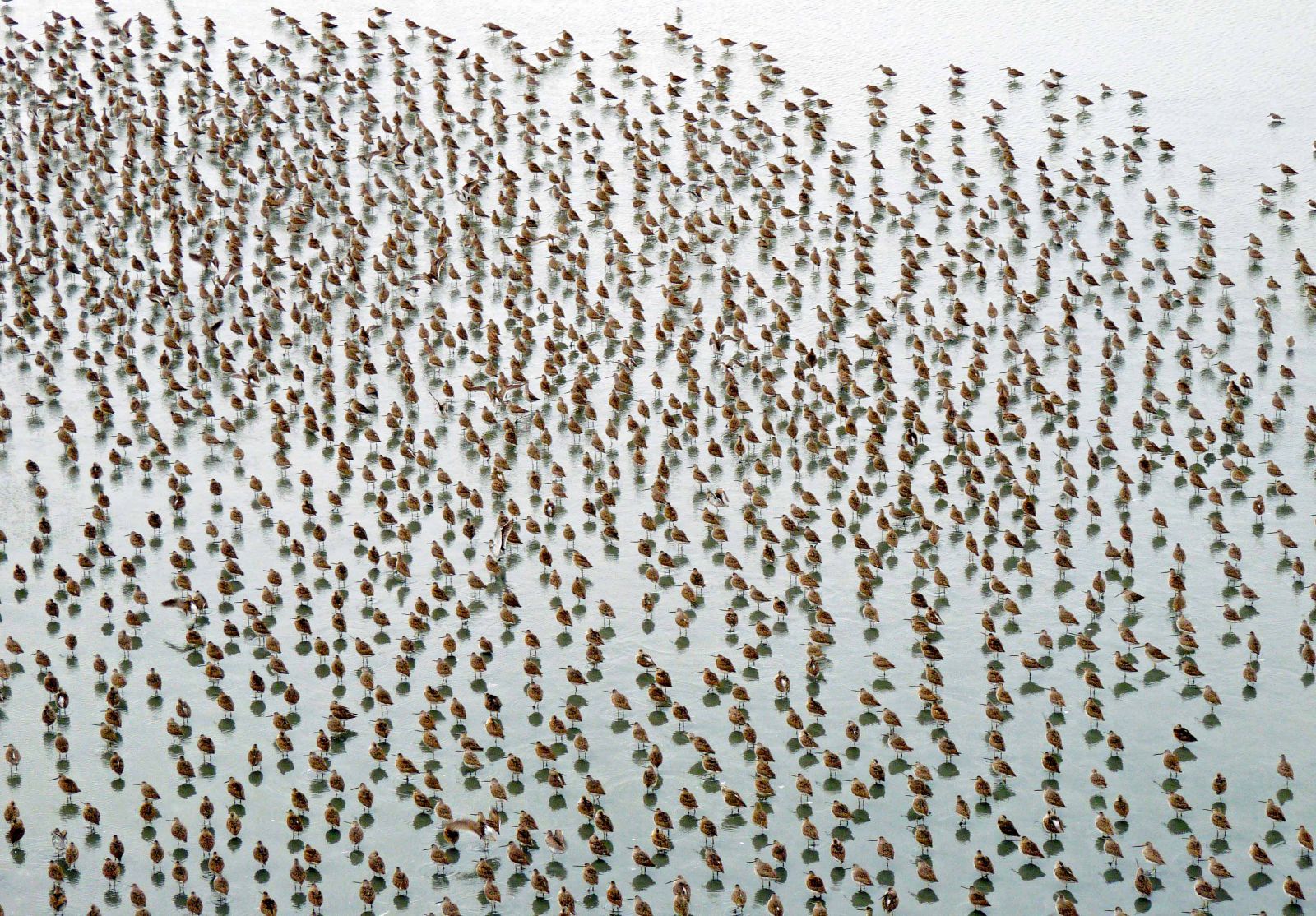 Many small brown birds fill the frame; they stand on the thin surface of a flat grey wetland.