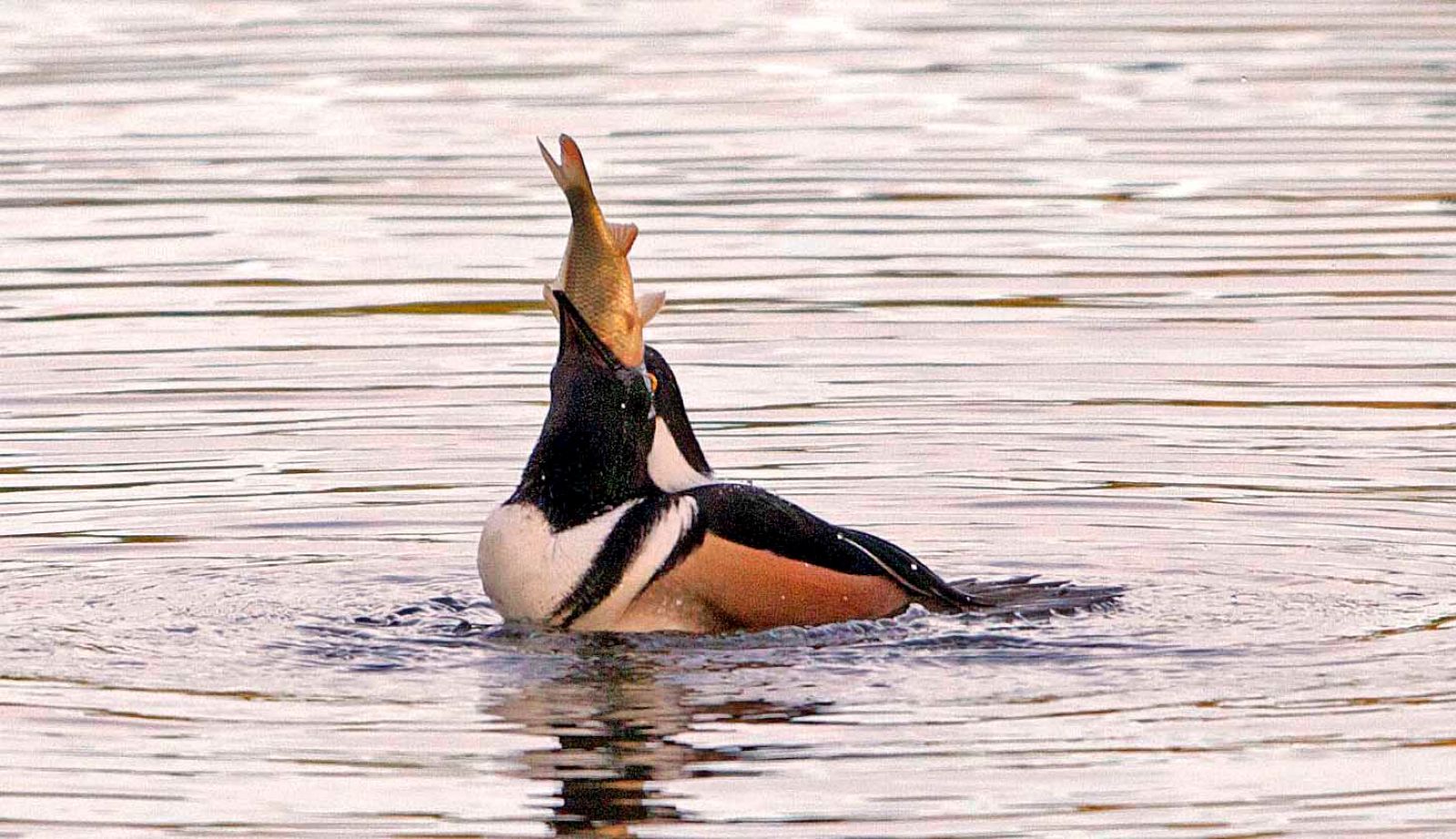 A hooded merganser is a duck with black, white and orange feathers in grey water. Its head is tipped back while it tries to swallow a fish. 