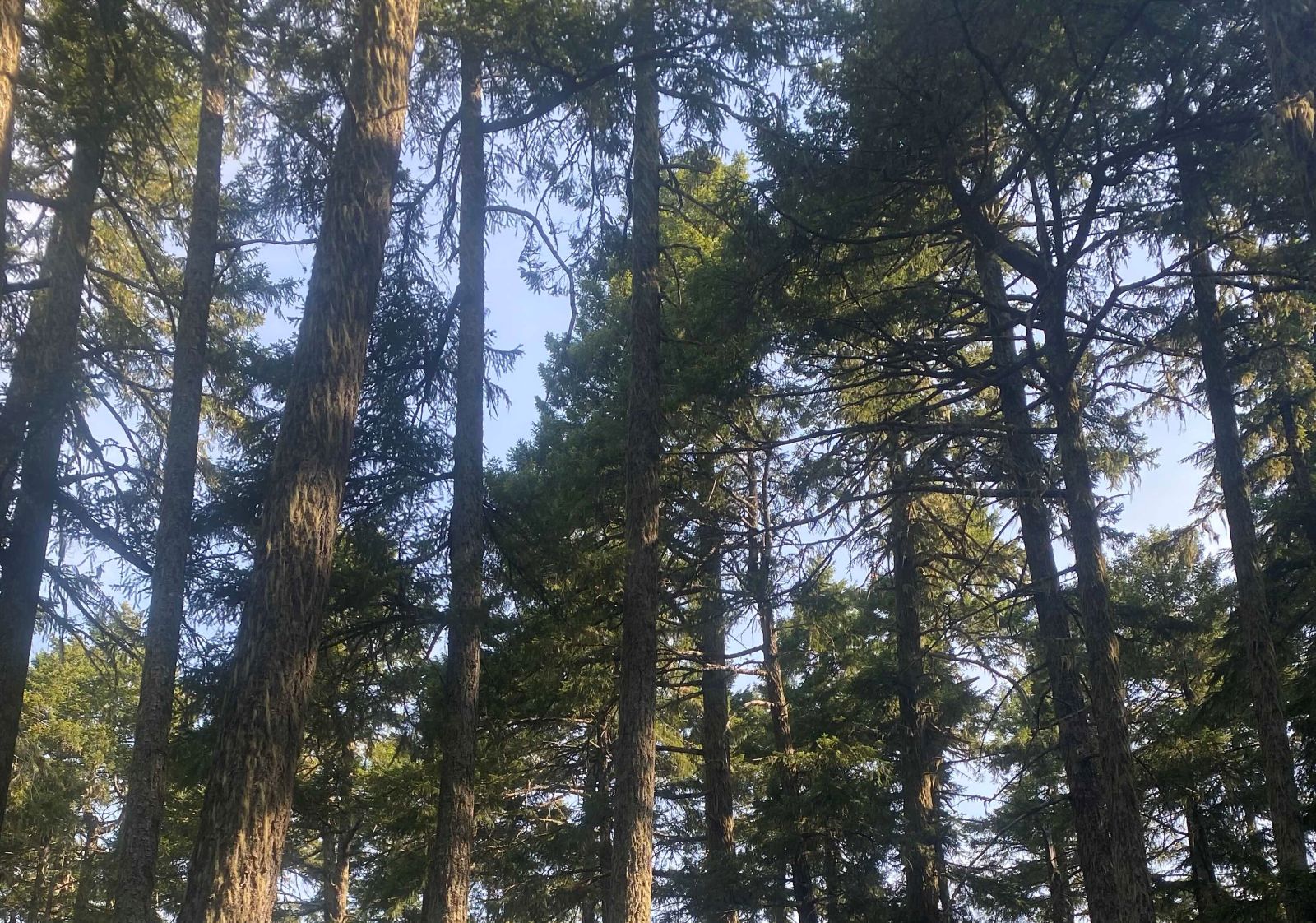 A stand of coniferous Douglas Fir trees against a blue sky on a bright day.