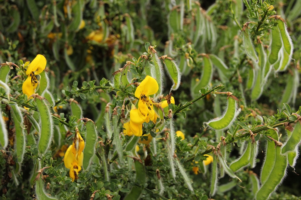 A plant with yellow flowers, and pods that look almost like pea pods.