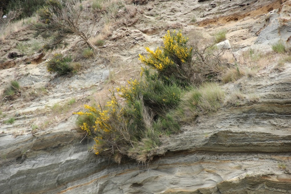 Scotch broom plants on a diagonal on an eroding, sandy bank.