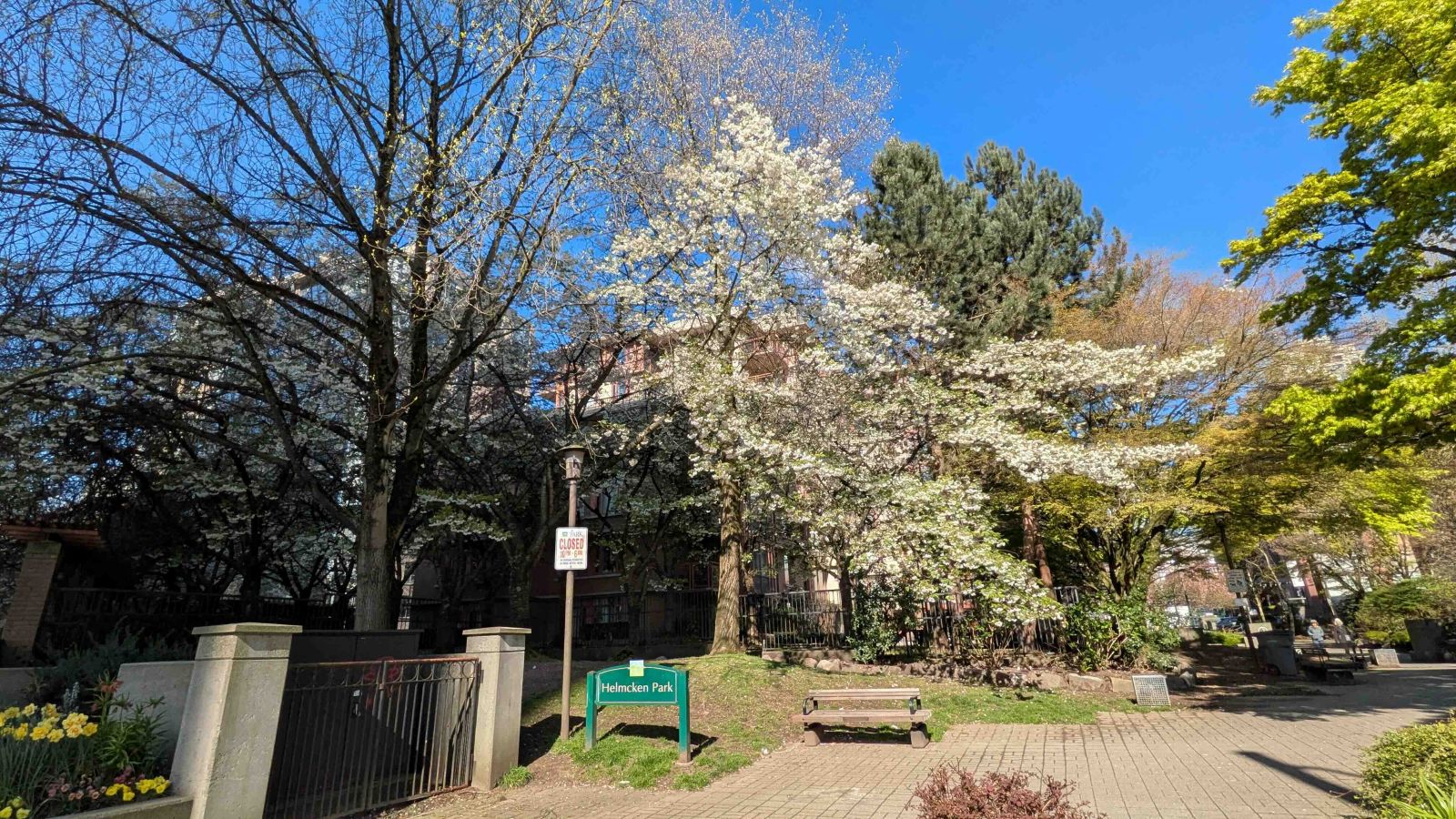 A photo of a tree with delicate light pink blossoms in an urban park. To the bottom left of the frame is a small green sign that reads &lsquo;Helmcken Park.&rsquo;
