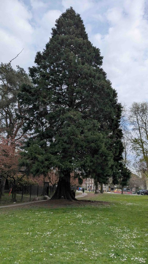 A vertical photograph depicts a large coniferous tree growing in a grassy residential area.