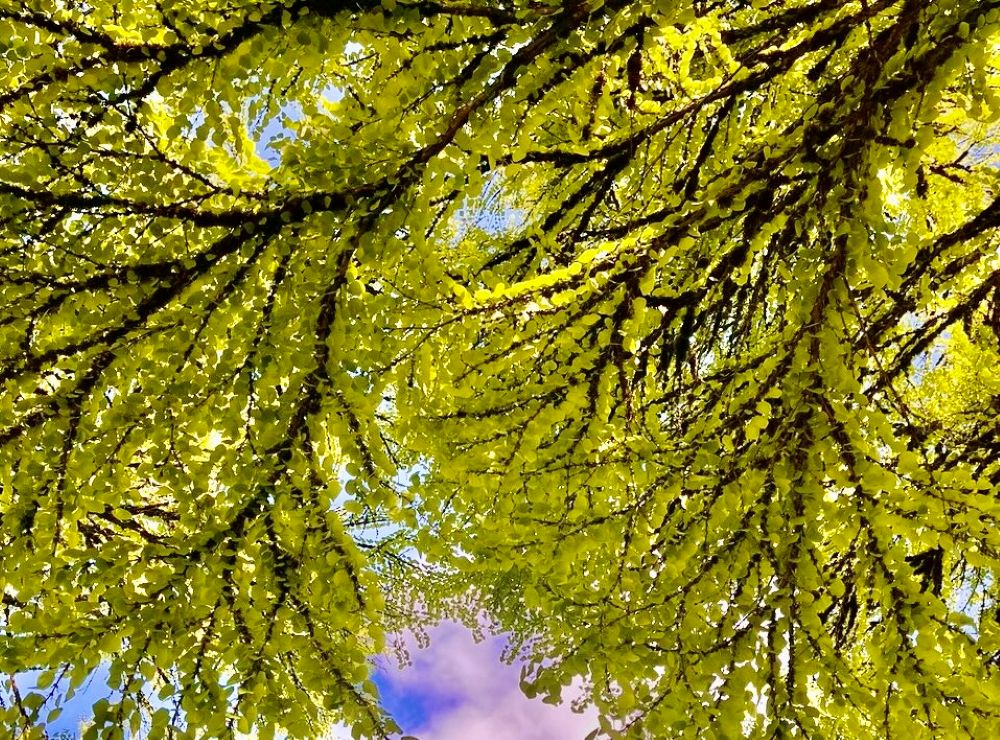 A canopy of deciduous tree branches with dark branches and small, bright-green leaves against a blue sky with clouds.