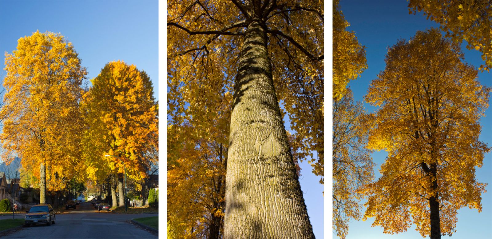 Three vertical photos of tall big leaf maples in fall. Their leaves are orange against a bright blue sky.