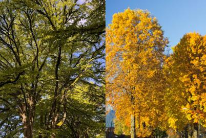 We Like Big Trees and We Cannot Lie