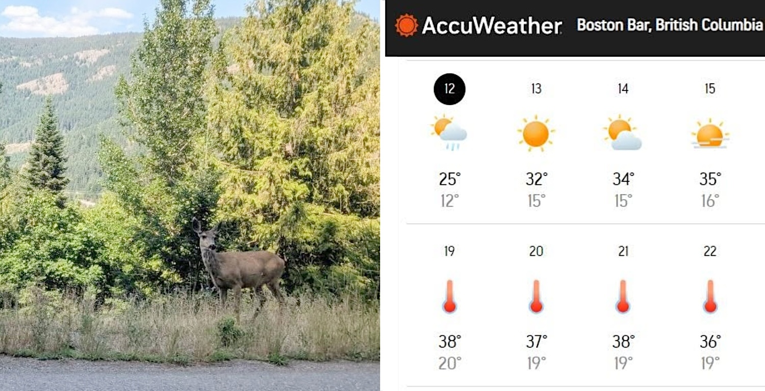 A photo of a deer on the side of the road sits beside a weather forecast showing temperatures in the mid-30s.
