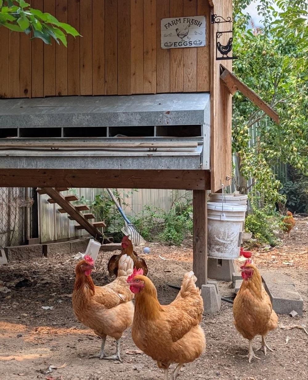 Three free-range chickens roam in a yard.
