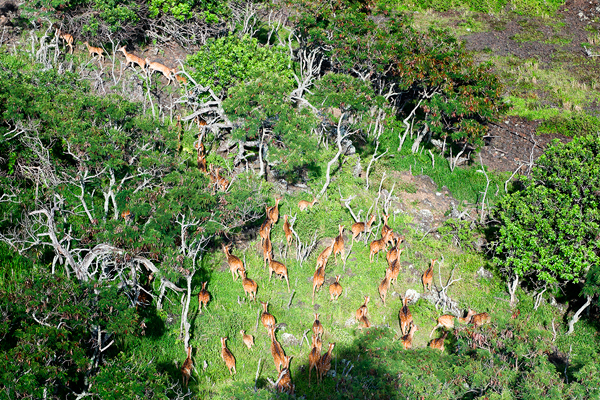 582px version of Rewilding Kaho'olawe Island
