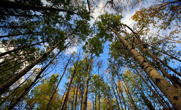 Boreal forest trees