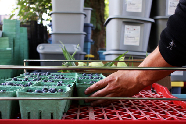 BC blueberries for sale