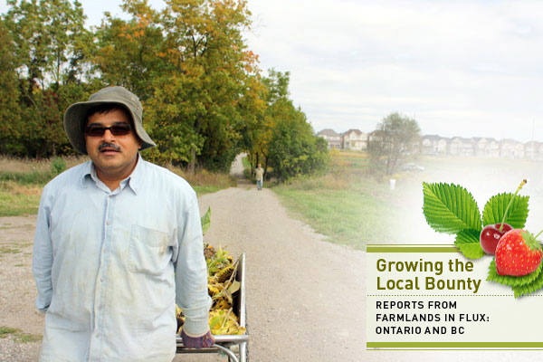 McVean farmer in Brampton, Ontario