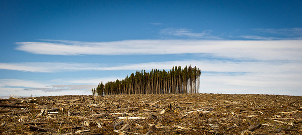 Clear cut BC forest