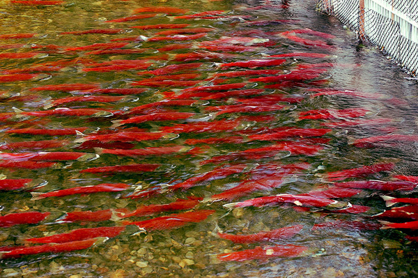 Sockeye salmon