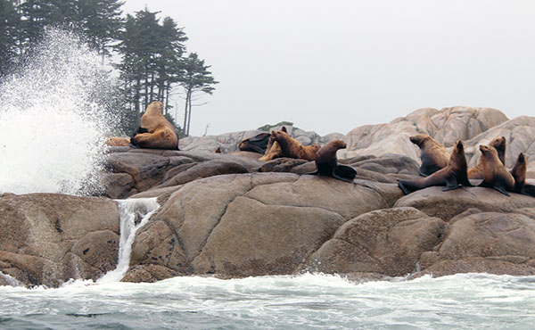 Sea Lions on Central Coast