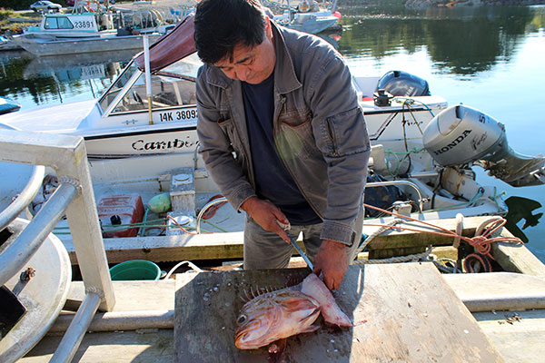Heiltsuk Hereditary Chief Harvey Humchitt cleans a rock cod