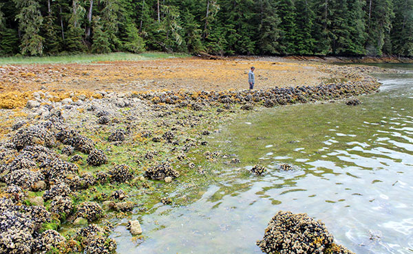 Fish trap on Central Coast