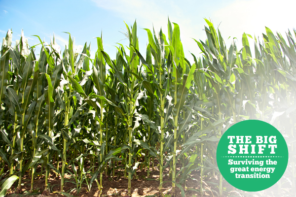 Corn stalks
