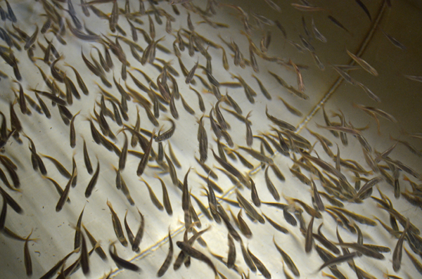 582px version of Port Moody hatchery