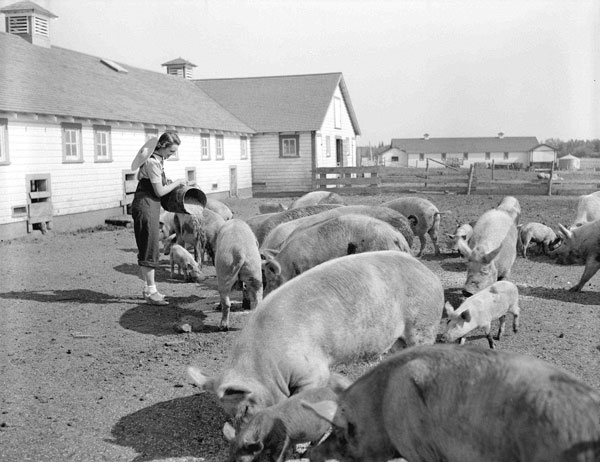 582px version of Pig farming