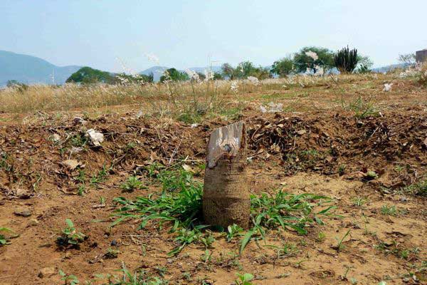 AvocadoStump_600px.jpg