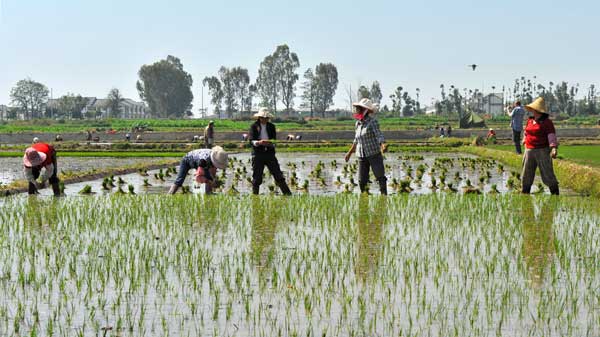 WorkersRiceField_600px.jpg