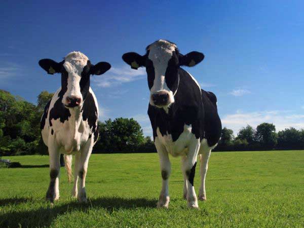 CowsPasture_600px.jpg
