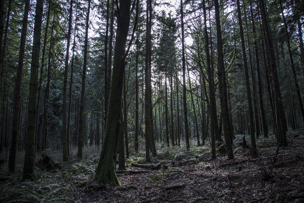 Forest